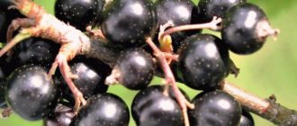 Защо червеното и черното френско грозде не дават плодове: какви са причините и как да го поправите