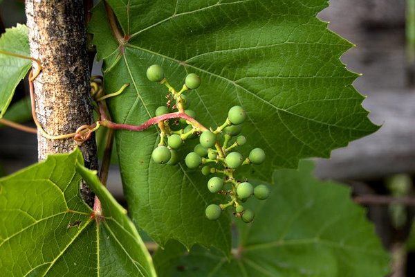 Защо гроздето не дава плодове - нарязване на плодове