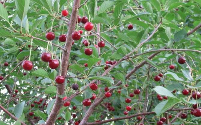 Why cherries do not bear fruit and yields