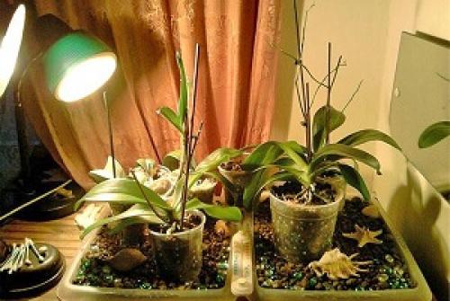 Varför växer inte orkidéer?