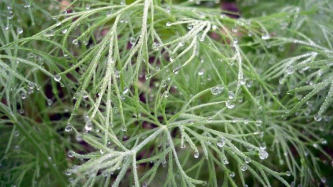 Why does white bloom appear on dill and how to deal with it