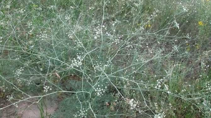 Why does white bloom appear on dill and how to deal with it
