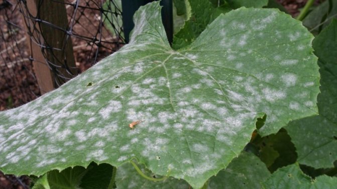 Защо се появява брашнестата мана и защо е опасно за краставиците: снимка и лечение, превантивни мерки