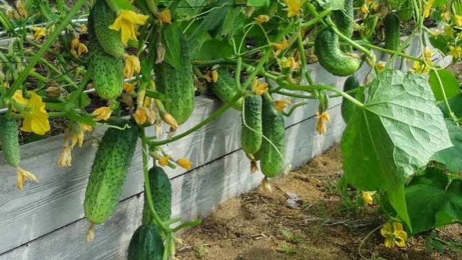 Why does spider mite appear on cucumbers: what to do to overcome the pest and save the crop