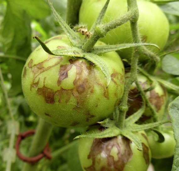 Why do tomato leaves dry and turn yellow in a greenhouse: determine the reasons