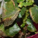 why do begonia leaves dry