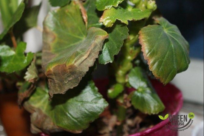 why do begonia leaves dry