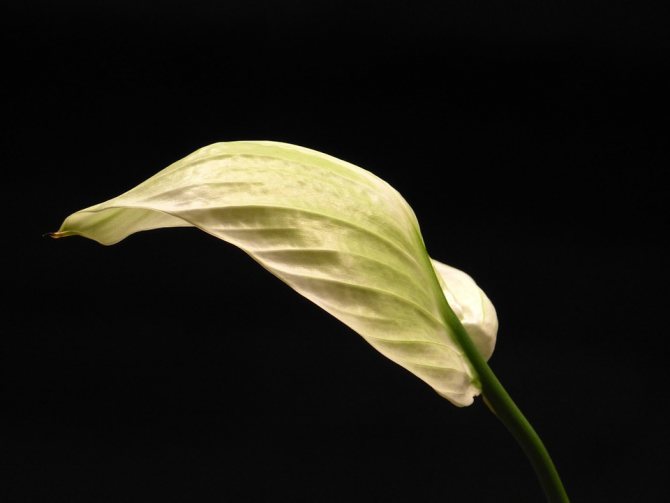why does spathiphyllum turn yellow