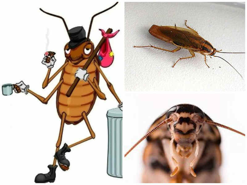 why cockroaches are called stasiks