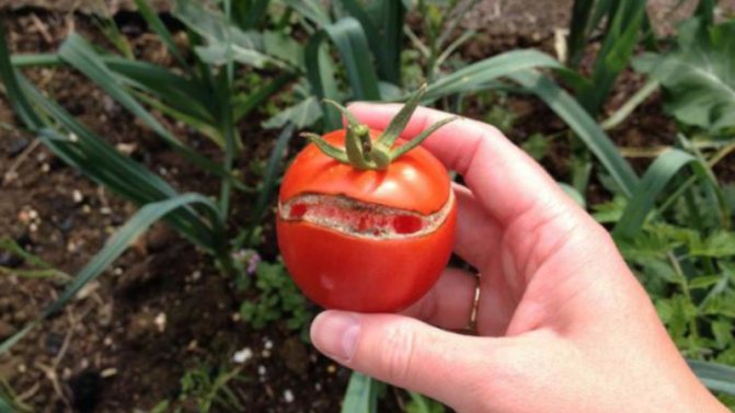 Защо доматите се напукват, когато узреят в оранжерия: ние идентифицираме причината и ефективно се борим с нея