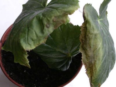 Varför begonia lämnar torra vid kanterna: skäl