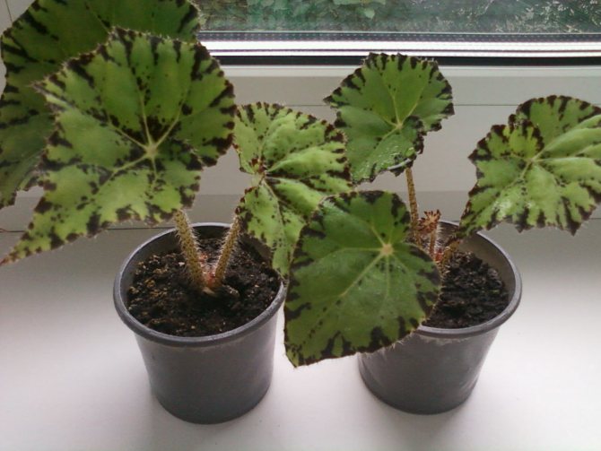 Why begonia leaves dry at the edges: reasons