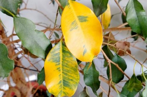 Mengapa daun ficus bertukar menjadi kuning dan gugur? Penyebab utama kekuningan daun