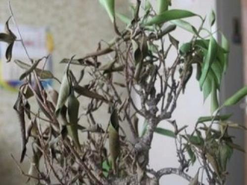 Proč listy fíkusu zežloutnou a spadnou? Hlavní příčiny zažloutnutí listů 14