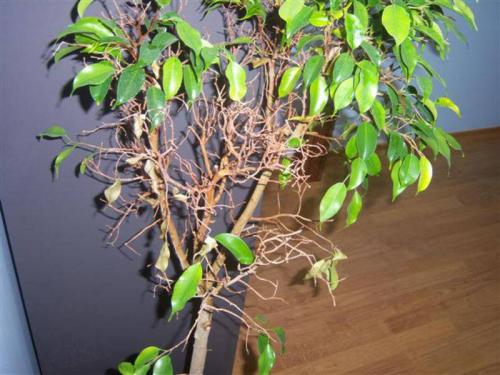 Proč listy fíkusu zežloutnou a spadnou? Hlavní příčiny zažloutnutí listů 15