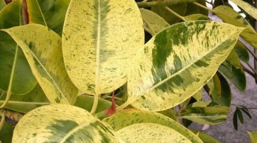 Why do ficus leaves turn yellow and fall off? The main causes of yellowing leaves 17
