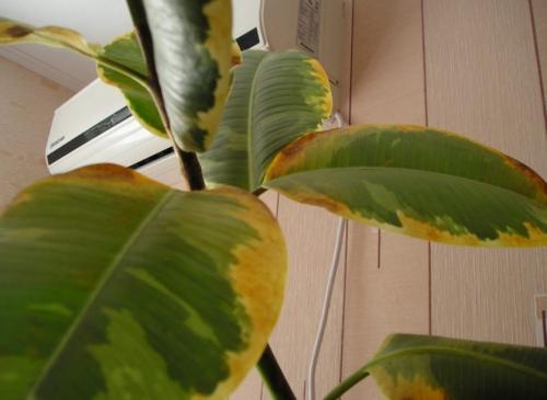 Proč listy fíkusu zežloutnou a spadnou?Hlavní příčiny zažloutnutí listů