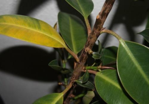 Proč listy fíkusu zežloutnou a spadnou? Hlavní příčiny zažloutnutí listů