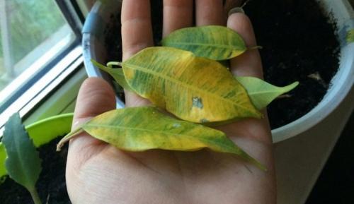 Mengapa daun ficus bertukar menjadi kuning dan gugur? Sebab utama daun menguning 08