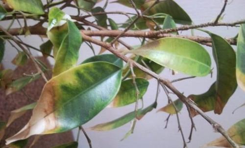 Proč listy fíkusu zežloutnou a spadnou? Hlavní příčiny zažloutnutí listů 09