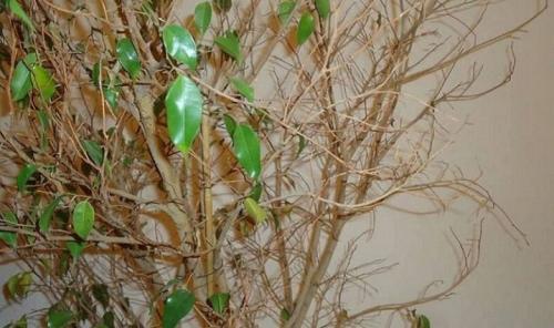 Proč listy fíkusu zežloutnou a spadnou? Hlavní důvody zažloutnutí listů 12