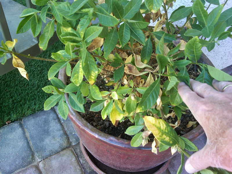 Varför gardenia löv blir gula och svarta och faller av foto
