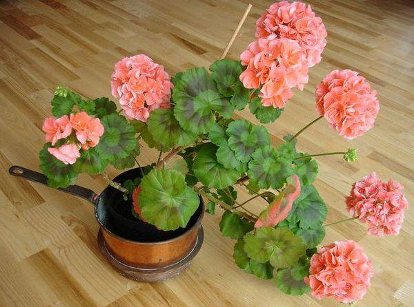 Why do geranium leaves turn red