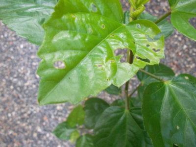 Varför blir hibiskusblad gula och faller