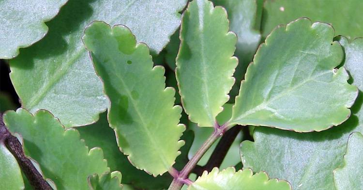 De ce frunzele Kalanchoe se îngălbenesc: cauze și tratament
