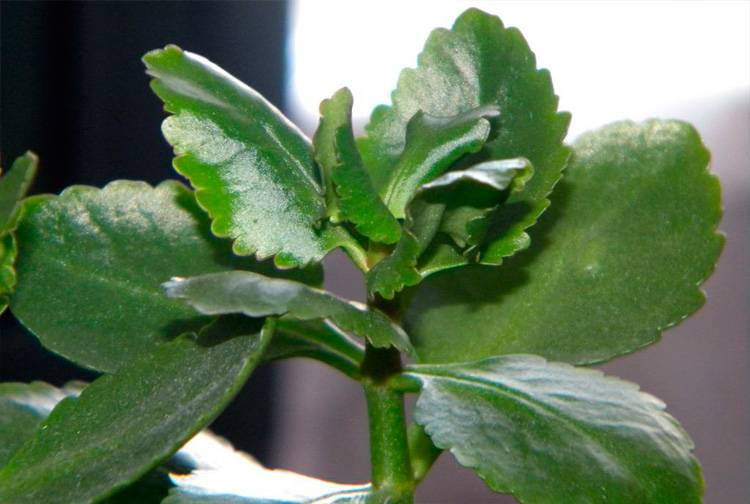 Why Kalanchoe leaves turn yellow: causes and treatment