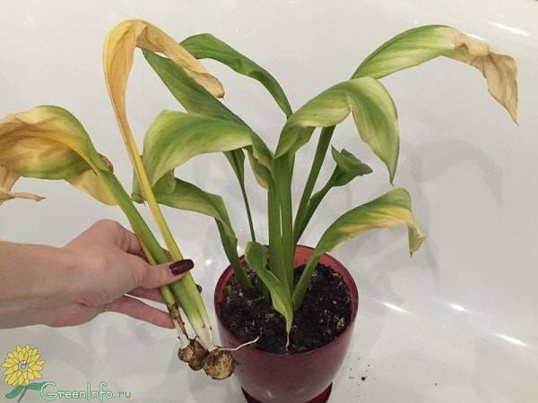 why do calla lilies turn yellow leaves