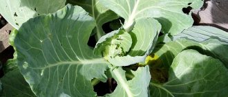 why cabbage does not tie heads of cabbage - ovary