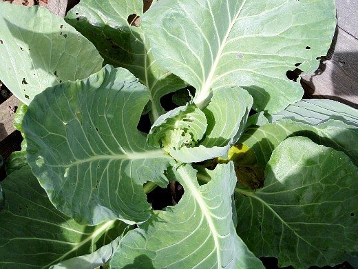 why cabbage does not tie heads of cabbage - ovary