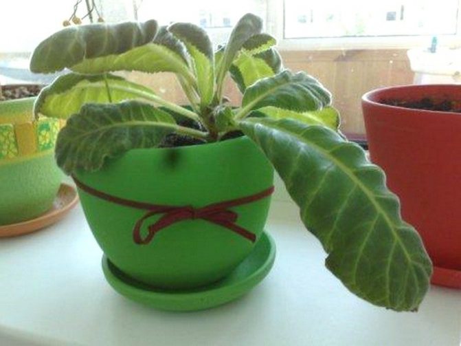 why do indoor plants curl leaves