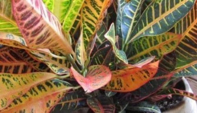 Why do croton leaves turn yellow and fall off?