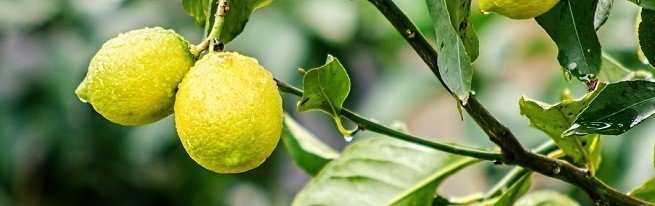 Varför citronblad faller och hur man hanterar det