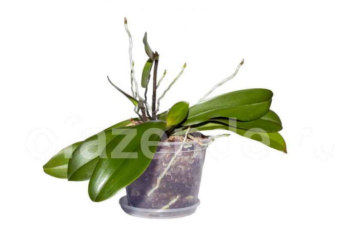 Why do the roots of an orchid dry and peep out of the pot? Signal that it's time to take action