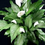 Why do spathiphyllum leaves turn black at the edges
