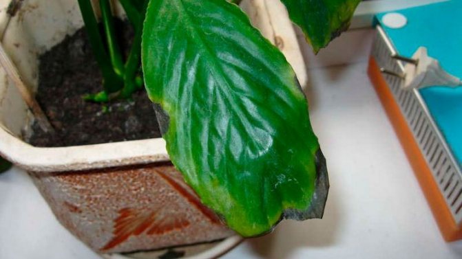 Why do spathiphyllum leaves turn black at the edges