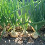 Why timely harvesting of onions is important