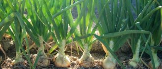 Why timely harvesting of onions is important