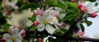 Защо ябълковото дърво цъфти, но не дава плод?