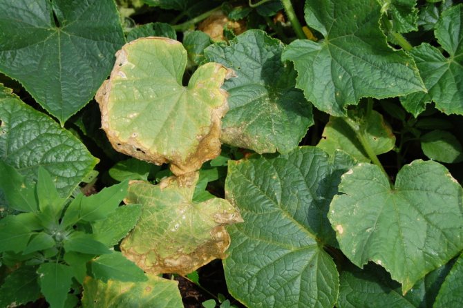 Why do cucumber leaves turn yellow and dry in the ground?