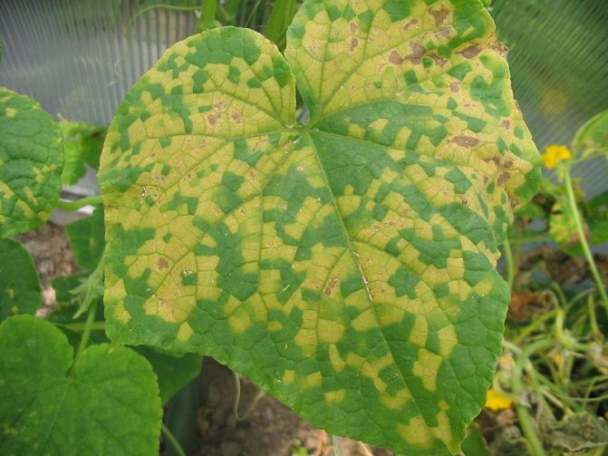 Varför blir gurklöv gula och torra i ett växthus?