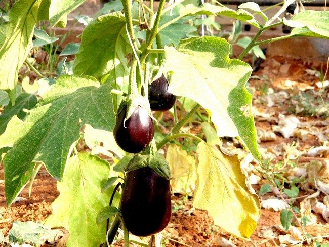 Why do eggplant leaves turn yellow in the open field