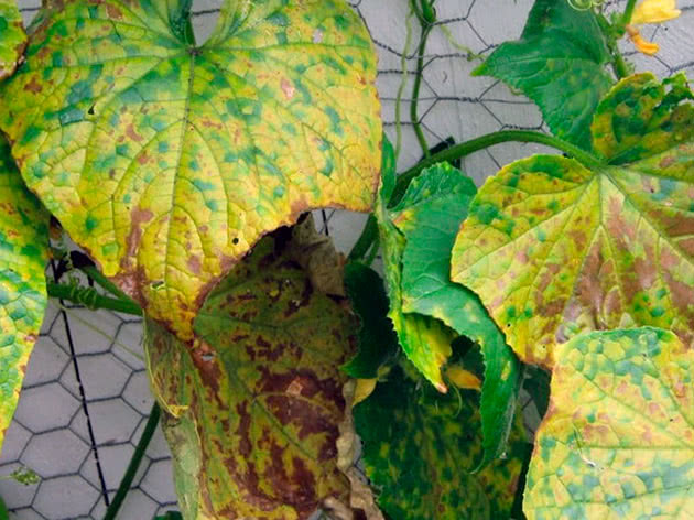 Varför blir gurklöv gula i växthuset och i det öppna fältet