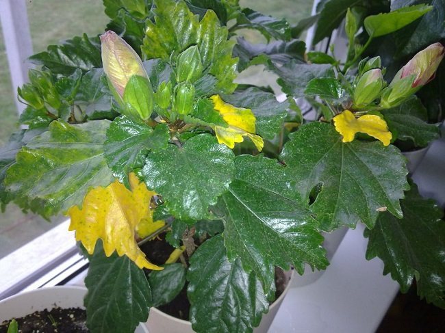 Why do hibiscus leaves turn yellow and what to do