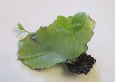 Why do the leaves of the flowering Kalanchoe turn yellow