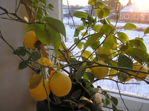 لماذا تتحول أوراق الليمون الداخلية إلى اللون الأصفر؟
