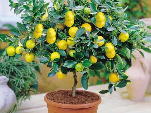 Защо лимоновите листа на закрито пожълтяват?
